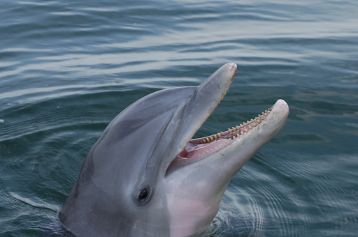 A bottlenose dolphin with its mouth open. A red glow is overlaid on its eye.